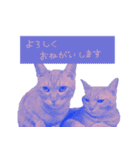 All you need is cats！日本語ver.（個別スタンプ：15）