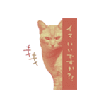All you need is cats！日本語ver.（個別スタンプ：16）