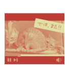 All you need is cats！日本語ver.（個別スタンプ：22）