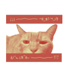All you need is cats！日本語ver.（個別スタンプ：24）