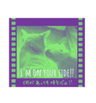 All you need is cats！日本語ver.（個別スタンプ：29）