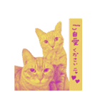 All you need is cats！日本語ver.（個別スタンプ：37）