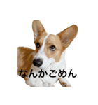 コーギー犬たけまる（個別スタンプ：4）