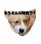 コーギー犬たけまる（個別スタンプ：17）