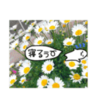 吹き出しくんとお花（個別スタンプ：11）