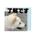 紀州犬 セミ丸スタンプ（個別スタンプ：16）