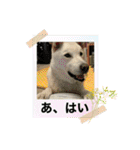 紀州犬 セミ丸スタンプ（個別スタンプ：23）