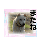紀州犬 セミ丸スタンプ（個別スタンプ：40）