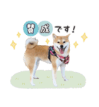 とある柴犬（個別スタンプ：7）