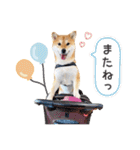 とある柴犬（個別スタンプ：8）