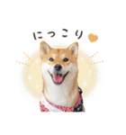 とある柴犬（個別スタンプ：11）