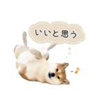 とある柴犬（個別スタンプ：15）