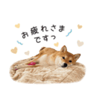 とある柴犬（個別スタンプ：22）