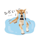 とある柴犬（個別スタンプ：24）