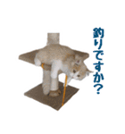 カワイイ猫ちゃんのスタンプ（個別スタンプ：37）