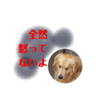 いぬくん Ren the doggie 2（個別スタンプ：10）