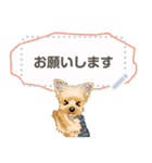 Yorkshire Terrier(dog)-msg2（個別スタンプ：2）