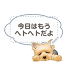 Yorkshire Terrier(dog)-msg2（個別スタンプ：3）