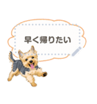 Yorkshire Terrier(dog)-msg2（個別スタンプ：4）