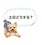 Yorkshire Terrier(dog)-msg2（個別スタンプ：5）