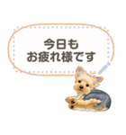 Yorkshire Terrier(dog)-msg2（個別スタンプ：7）