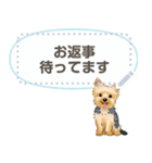 Yorkshire Terrier(dog)-msg2（個別スタンプ：8）