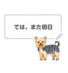 Yorkshire Terrier(dog)-msg2（個別スタンプ：9）