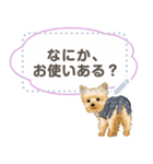 Yorkshire Terrier(dog)-msg2（個別スタンプ：10）