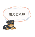 Yorkshire Terrier(dog)-msg2（個別スタンプ：13）