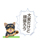 Yorkshire Terrier(dog)-msg2（個別スタンプ：15）