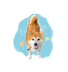 柴犬のコロ助（個別スタンプ：1）