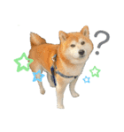 柴犬のコロ助（個別スタンプ：2）
