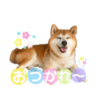 柴犬のコロ助（個別スタンプ：3）