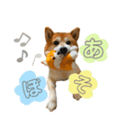 柴犬のコロ助（個別スタンプ：4）