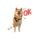 柴犬のコロ助（個別スタンプ：5）