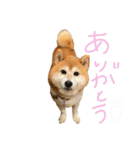 柴犬のコロ助（個別スタンプ：7）