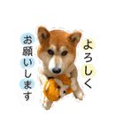 柴犬のコロ助（個別スタンプ：8）