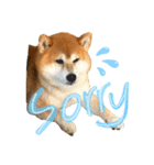 柴犬のコロ助（個別スタンプ：9）