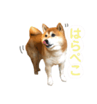 柴犬のコロ助（個別スタンプ：11）