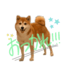 柴犬のコロ助（個別スタンプ：12）