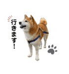 柴犬のコロ助（個別スタンプ：13）