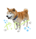 柴犬のコロ助（個別スタンプ：14）