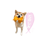 柴犬のコロ助（個別スタンプ：15）