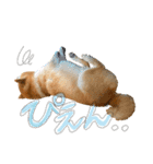 柴犬のコロ助（個別スタンプ：16）