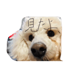 犬  と思うじゃん？（個別スタンプ：1）