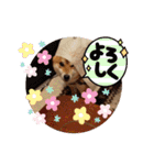 かわいいわんこ達♥（個別スタンプ：8）