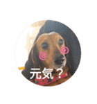 かわいいわんこ達♥（個別スタンプ：9）