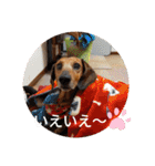 かわいいわんこ達♥（個別スタンプ：11）