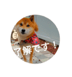 かわいいわんこ達♥（個別スタンプ：13）