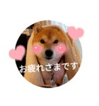 かわいいわんこ達♥（個別スタンプ：14）